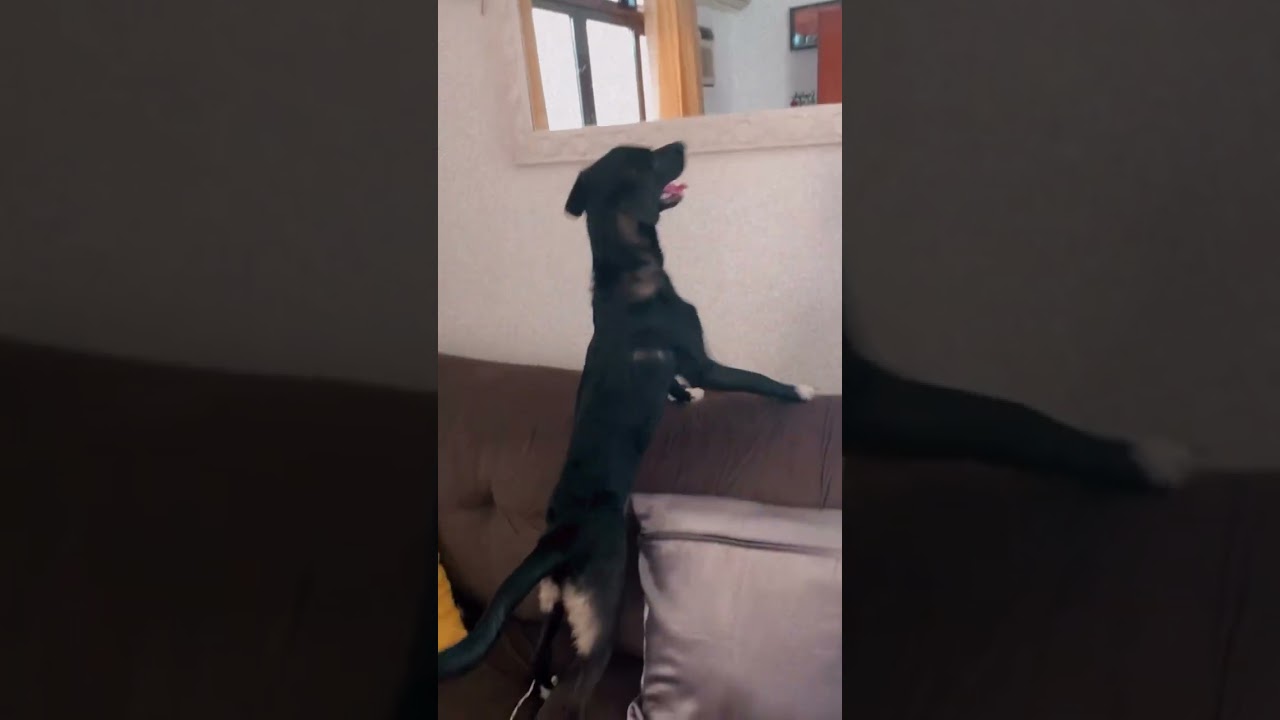 Cachorro raça SRD-ViraLata idade 2 a 6 meses nome Amora 