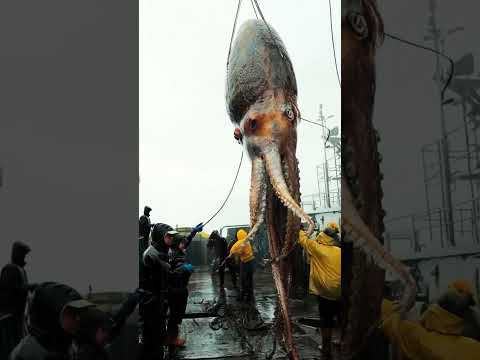 Encounter in the Abyss: The Deep-Sea Monster #fishingdiscoveries #oceanicmysteries #shortvideo