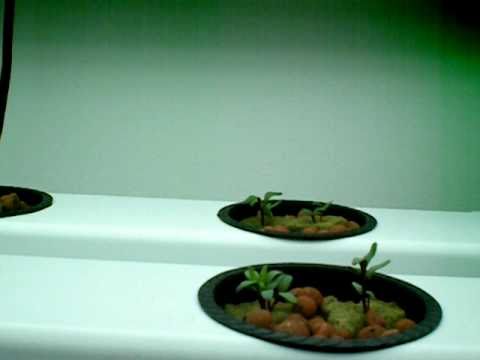 Hydroponics Grow-Source-One 24 Plant Pro-Lite System