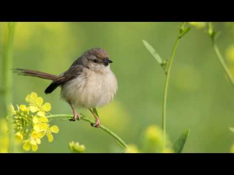 Bachblüte Mustard - Senf