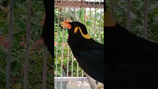 Download lagu suara khas burung tiung mas#shorts mp3