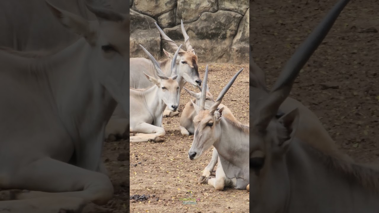 YouTube Short thumbnail