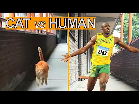 Alvi cat : speed test - my cat versus Usain Bolt