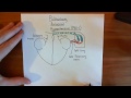 Pulmonary Hypertension Part 1