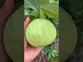Thai 7 Guava Fruit Gardening Shorts