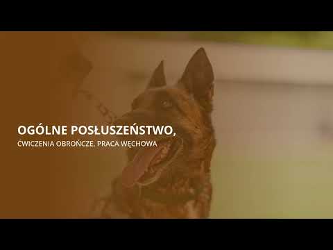 Professionaldog Krzysztof Sokołowski - video