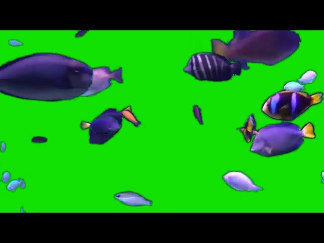 TROPICAL FISH GREEN SCREEN EFFECT