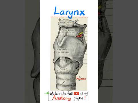 Anatomy of Larynx - Head and Neck Anatomy...#doctor #nurse #ENT #medical