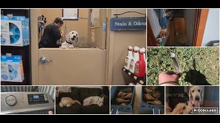 DITL:  Boris's Hair Appt, Chit chat, Papa Visit and More