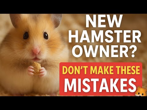 New Hamster Owner? Everything You Need to Know Before Setup