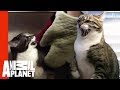Meanest Cat Ever | My Cat From Hell 