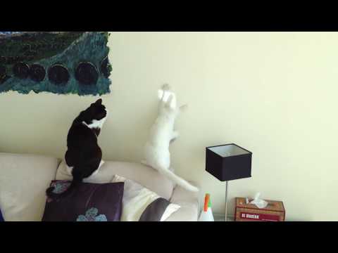 Maitri and Lucy Play Catch the Light