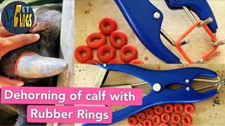 Dehorning with Rubber Rings || Dehorning || Band for dehorning