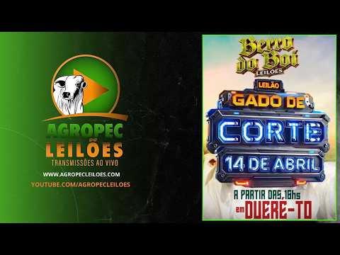 Agropecleiloes LEILÃO GADO DE CORTE | BERRO DO BOI LEILÕES - DUERÉ -TO - 14/04/2026.