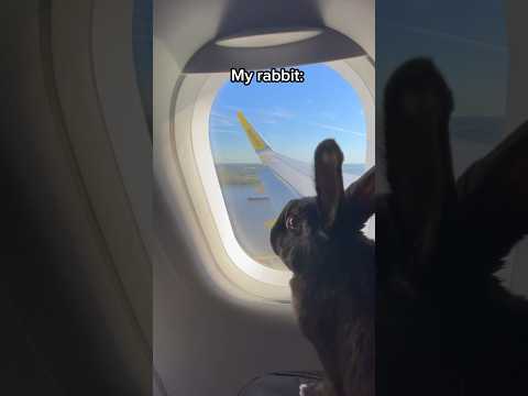 High-Flying Bunnies vs. Airborne Tantrums: A Plane's Pawsitively Wild Journey!  #rabbit #relatable