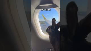 Lapins de haut vol et colères aériennes : le voyage sauvage d'un avion !