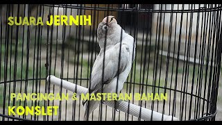 Download lagu SIMULASI MASTERAN Untuk bahan konslet dan pancingan bunyi - Lovebird LOTUS Pangkalan Bun mp3 Download lagu SIMULASI MASTERAN Untuk bahan konslet dan pancingan bunyi - Lovebird LOTUS Pangkalan Bun mp3