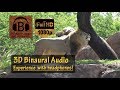 Kilimanjaro Safari Full Ride Animal Kingdom HD 3D Audio