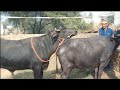 Buffalo Bull Crossing Natural Meeting Video Buffalo Crossing Video Bull Crossing Animals