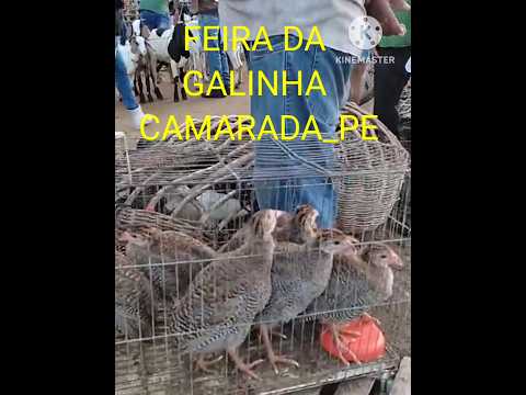 FEIRA DA GALINHA em Camarada Cumaru Pernambuco.#shortsfeed #videoshorts #shortsviral