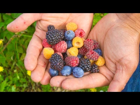 9 Types of Berries You Must Grow in Your Backyard