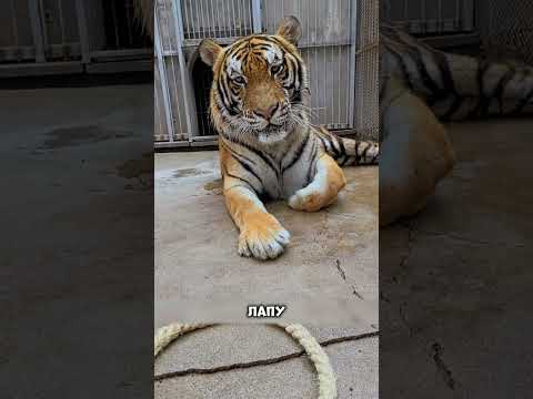 Почему ТИГР в Бобруйске  просил о помощи 😱