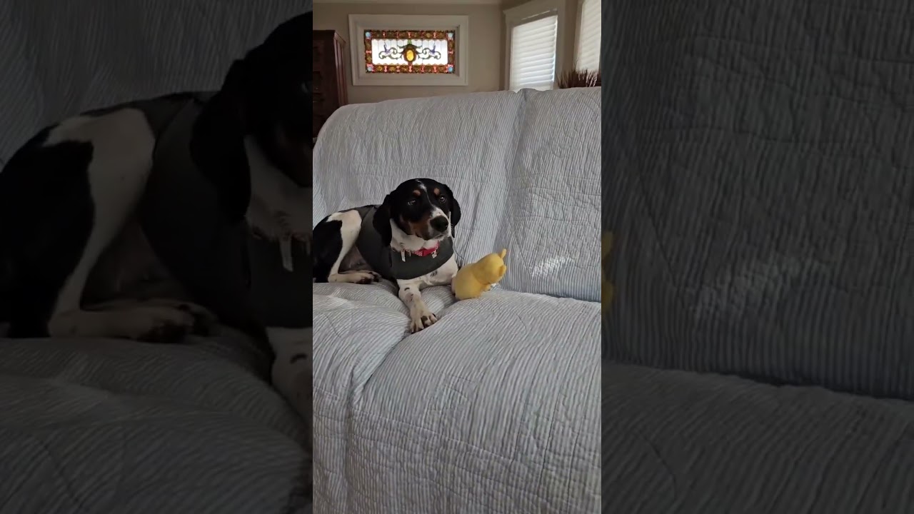 Enlarge Luna, a ADOPTABLE mixed breed in Worcester, MA video 6/6