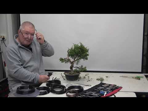 Nuevo Bonsai de Junipero