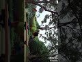 しゃちほこ流筋トレ💪