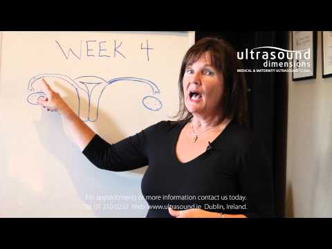 4 Weeks Pregnant - Your Fourth Week Of Pregnancy