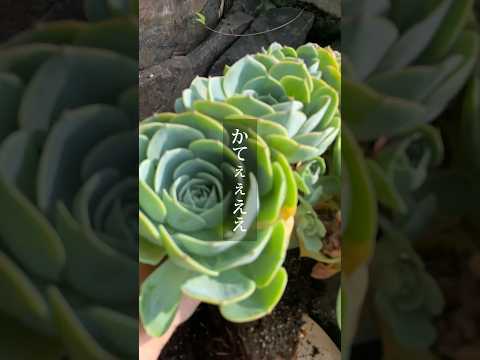 aménagement-jardin-de-rocaille-grandes-pierres-foyer-exterieure-canape-droit