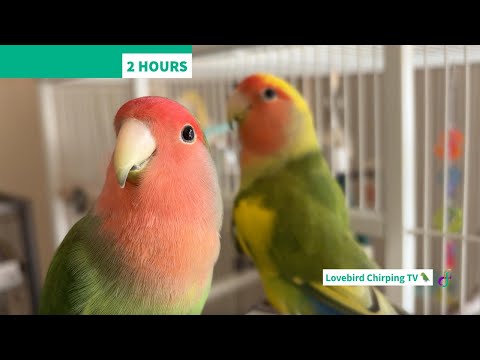2 Hours Happy Lovebird Chirping 🦜 | Companion TV for Pet Birds | StudioGerbrandtArtAndBirds