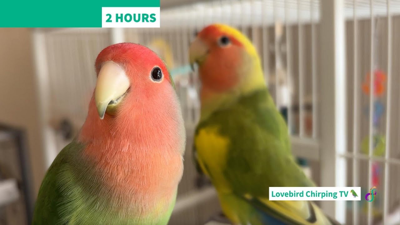 2 Hours Happy Lovebird Chirping 🦜 | Companion TV for Pet Birds | StudioGerbrandtArtAndBirds