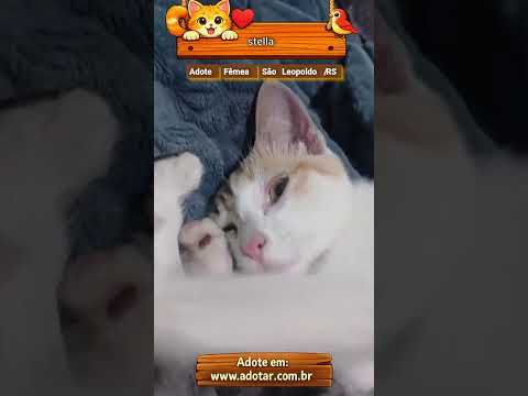 Vídeo de stella