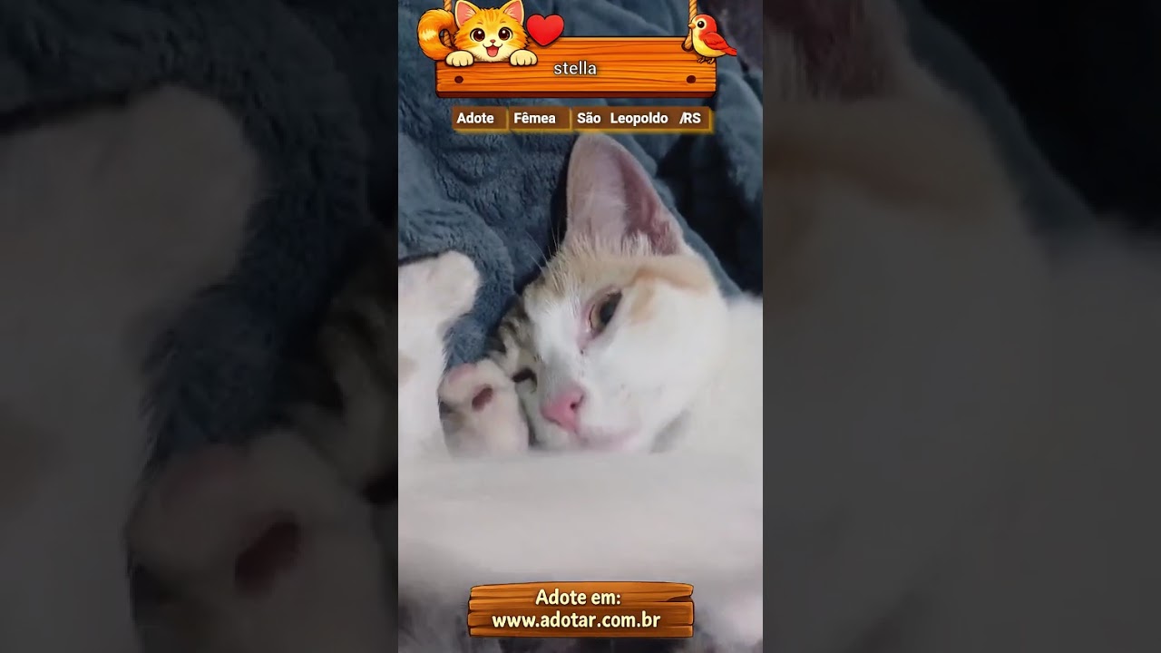 Gato raça SRD-ViraLata idade 2 a 6 meses nome stella