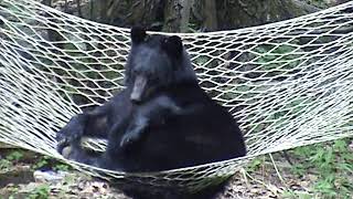 Black Bear Relaxing on Hammock