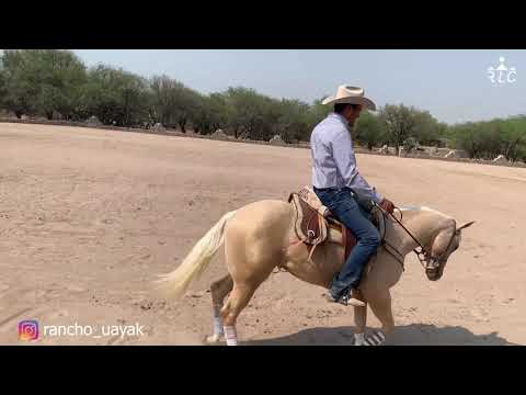 THE ROAD TO FUTURITY VIP - Chapter 5 (Part 3)