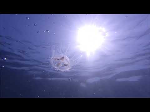 Vogelstang See 14 July 2020