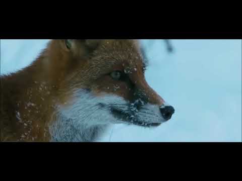 Vaşağın tülkü ovu  Vaşağın tilki avı  Lynx hunts a fox