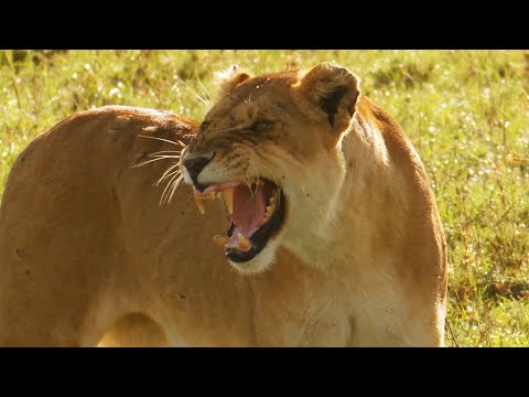 LION VS PREDATORS | Lioness Defends Her Last Cubs Against Rivals | 4K