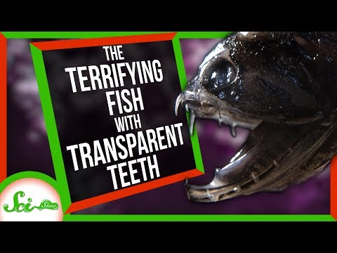 透明な歯を持つ恐ろしい魚 (The Terrifying Fish with Transparent Teeth)