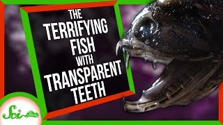The Terrifying Fish with Transparent Teeth