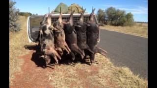 GOONDIWINDI PORK