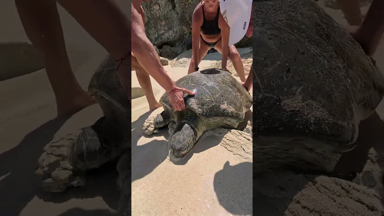 Saving a Giant Sea Turtle at a Remote Mexican Beach || ViralHog