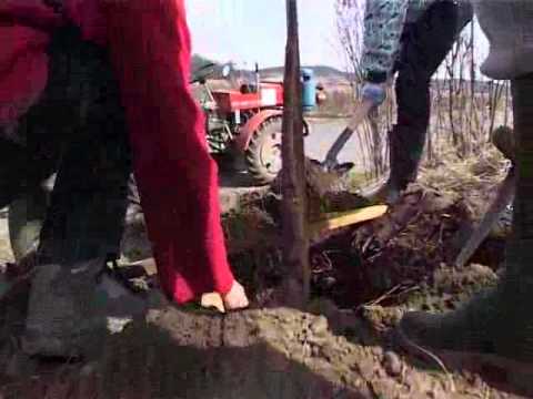 Ökológiai Intézet - Gyümölcsészet hagyományosan