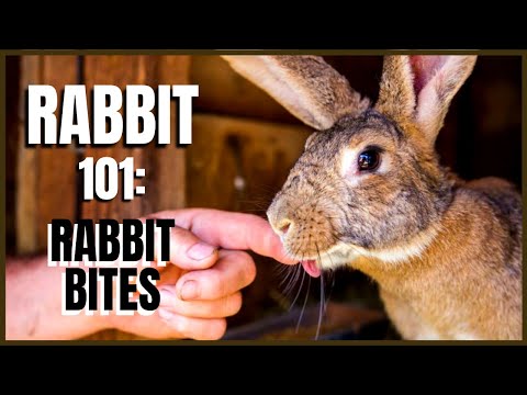 YouTube video about: Why does my rabbit bite my clothes?