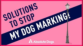 Solutions to Stop My Dog Marking