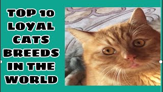 Top 10 THE MOST LOYAL CATS IN THE WORLD