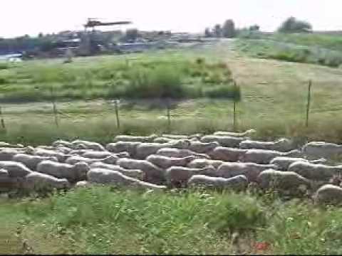 Gregge in pianura, in attesa di salire in alpeggio