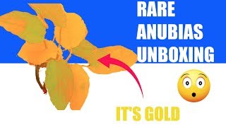 Download lagu RARE ANUBIAS- UNBOXING ANUBIAS NANA GOLDEN FROM WORLD OF MOSSES mp3